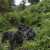 Ve Rwandě patrně přibylo ohrožených horských goril