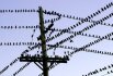 Ilustrační foto - Hejno ptáků obsadilo dráty elektrického vedení podél Michiganské ulice v Sidney ve státě Ohio. 