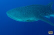 Jako největší ryba na světě bývá označován vzácný žralok obrovský (Rhincodon typus), někdy také označován jako žralok velrybí. Živí se stejně jako velryby planktonem.