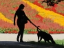 mladá žena, dívka, pes, procházka, silueta, léto, počasí, pole, barvy, květiny, květy, slunce - ilustrační foto