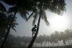 Malý sběrač kokosů šplhá po palmě na okraji indického města Bhuvanéšvar, 12. února 2010.