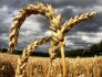 Obilí - pšenice - ilustrační foto.