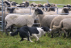 Ilustrační foto - Ovce, chov ovcí, pastevectví - ilustrační foto