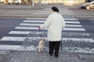 Ilustrační foto - Seniorka se psem na přechodu pro chodce, důchodkyně - ilustrační foto.