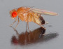 Muška octomilka obecná (Drosophila melanogaster).