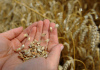 Ilustrační foto - Zemědělství, obilí, pšenice, žně - ilustrační foto.