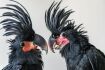 Ilustrační foto - Pražské zoo se podařil mimořádný odchov dvou mláďat kakadu palmových. Mezi chovateli exotických ptáků je o tento druh enormní zájem, proto se dostává do hledáčku pašeráků.