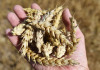 Pšenice, obilí, sklizeň, zemědělství - ilustrační foto.