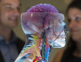 Model lidské hlavy vytvořený na 3D tiskárně. Věda, zdraví, člověk, hlava, lebka, mozek, cévní, nervovová soustava, cévy, nervy, zrak, chrup - ilustrační foto.