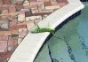 Ilustrační foto - Nehybný a zdánlivě mrtvý floridský leguán, který zmrzl při neobvykle nízkých teplotách.