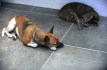 Kočka, pes, domácí mazlíčci - ilustrační foto.