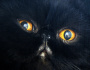 Černá kočka - ilustrační foto.