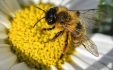 Ilustrační foto - Včela na květině, jarní počasí - ilustrační foto.