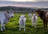 Ilustrační foto - Krávy na pastvě - ilustrační foto.