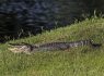 Ilustrační foto - Aligátor, krokodýl - ilustrační foto.