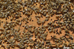 Včely v úlu - ilustrační foto.