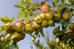 Ilustrační foto - Slizeň jablek. Na snímku jsou jablka odrůdy Šampion. Ilustrační foto. 
