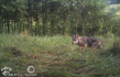 Ilustrační foto - Mládě vlka na snímku pořízeném fotopastí 9. srpna 2020 na Broumovsku.