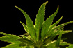 Rostlina marihuany - ilustrační foto.