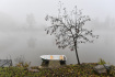 Ilustrační foto - Člun uvázaný na břehu Labe za mlhavého podzimního rána. Ilustrační foto. 
