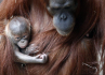 Mládě orangutana sumaterského Kawi se svou matkou Mawar, v Zoo Praha. Kawi je třetí mládě orangutana sumaterského, které se v pražské zoo narodilo.
