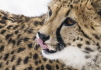 Gepard - ilustrační foto.