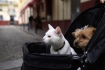 Ilustrační foto - Kočka a pes v dětském kočárku na snímku pořízeném 19. června 2021 ve španělské Seville.