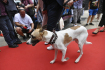 Pes Gump na červeném koberci před novinářskou premiérou filmu režiséra F. A. Brabce s názvem Gump - pes, který naučil lidi žít, 21. července 2021 v Praze.