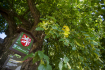 Titul Strom roku 2021 získala takzvaná Zpívající lípa z Telecí na Svitavsku, na snímku ze 6. září 2021.