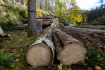 Pokácené stromy napadené kůrovcem  podél silnice u Doubického potoka v Národním parku České Švýcarsko na snímku z  22. října 2021. Většina napadených lesů v parku bude ponechána spontánní obnově. 