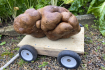 Pravděpodobně největší brambor světa o hmotnosti téměř osm kilogramů vypěstovali na své zahradě na Novém Zélandu manželé Colin and Donna Craigovi-Brownovi. 