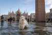Ilustrační foto - Zlatý retrívr na náměstí svatého Marka v italských Benátkách, které 4. prosince 2021 zaplavila po přílivu mořská voda.