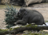 Slon si pochutnává 28. prosince 2021 v pražské zoologické zahradě na jednom z 60 neprodaných vánočních stromků, které zoo obdržela od prodejců.