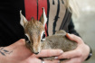 V Safari Parku Dvůr Králové nad Labem se na konci roku 2021 narodily dvě antilopy, která patří k nejmenším na světě. Jde o miniaturní samici africké antilopy dikdik Kirkův (na snímku) a samici chocholatky červené.