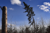Ilustrační foto - Silný nárazový vítr komplikoval 19. února 2022 na Vysočině kvůli značnému množství vyvrácených nebo zlomených stromů dopravu.  Na snímku je strom ohnutý při silném poryvu větru nedaleko Třeště na Jihlavsku.