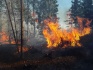Hasiči 14. března 2022 zasahují u rozsáhlého požáru lesa mezi Pohořany a Jívovou na Olomoucku. 