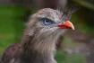 Olomoucká zoo vypustila do voliéry pár seriem rudozubých, 22. května 2022, Olomouc. Seriema rudozobá je příbuzná obřích nelétavých ptáků z třetihor, kteří byli obávanými predátory.