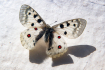 Kriticky ohrožený motýl jasoň červenooký, 2. září 2022.