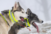 V Orlických horách odstartoval 26. ročník extrémního závodu psích spřežení Šediváčkův long, 25. ledna 2023, Deštné v Orlických horách, Rychnovsko.