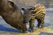 Zoo Zlín představila mládě tapíra čabrakového, 27. ledna 2023, Zlín. Sameček se jmenuje Coffee.