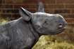 V Safari Parku Dvůr Králové nad Labem se 4. března  2023 narodilo mládě nosorožce dvourohého černého východního poddruhu, který je ohrožen vyhynutím. Nové mládě je samec, chovatelé mu říkají Magashi.