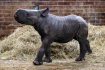 Sameček Magashi, mládě nosorožce dvourohého černého východního poddruhu, které se narodilo 4. března 2023 v Safari Parku Dvůr Králové nad Labem, na snímku z 10. března 2023. V přírodě je tento druh ohrožen vyhynutím.