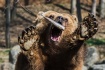  Vítání jara v Zoo Brno, 18. března 2023. 
Na snímku Medvěd kamčatský (Ursus arctos beringianus)  
