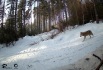 Na severu Královéhradeckého kraje v česko-polském pohraničí mezi Krkonošemi a Orlickými horami se v únoru  2023 potvrdil výskyt minimálně 18 vlků. Na snímku z fotopasti je zachycen vlk v oblasti Javořických hor. 