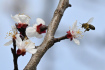 Včela opyluje květ meruňky, 23. března 2023, Břeclav.