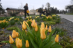 Zahradníci z výstaviště Flora rekonstruují a plejí centrální záhon v Rudolfově aleji, 13. dubna 2023, Olomouc. Od čtvrtka 20. dubna do neděle 23. dubna se uskuteční jarní etapa květinové výstavy Flora Olomouc. 