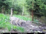 Vlk obecný zachycený 23. května 2021 díky fotopasti v Krkonošském národním parku (KRNAP). Pobytové stopy vlka obecného správci KRNAP nacházejí nyní nejčastěji ve středních a západních Krkonoších, a to i na hřebenech hor.