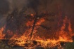 Lesní požár - ilustrační foto.