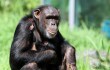 V ostravské zoo se narodilo mládě šimpanze hornoguinejského. Jde o nejohroženější šimpanzí poddruh. Pavilon bude otevřen v omezeném režimu.