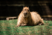 Kapybara v brněnské zoo (na archivním snímku z 11. června 2020).